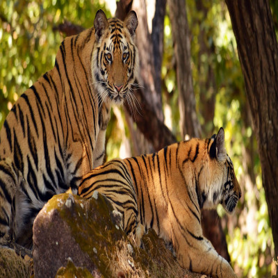 Nagarjunasagar Wildlife Sanctuary Places to See